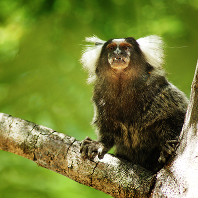 Visita dos Saguis no cafe da manhã do Restaurante Maracajú - Porto de Galinhas